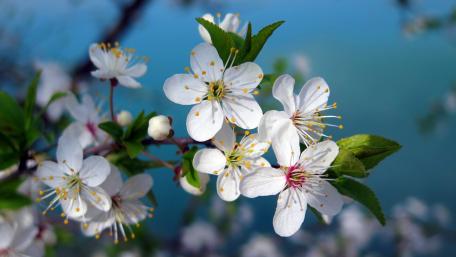 Spring Blossoms Against a Blue Background wallpaper
