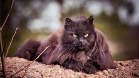 Majestic Black Persian Cat Wallpaper wallpaper
