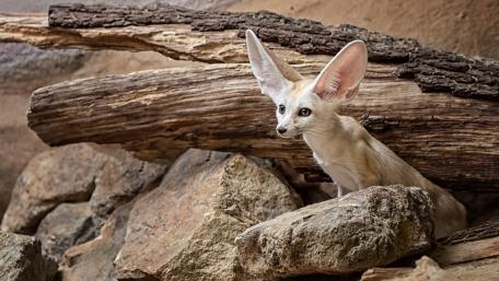 Fennec fox wallpaper