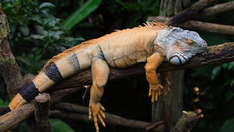 Iguana Resting Peacefully on a Branch wallpaper