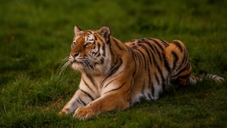 Majestic Tiger in Lush Greenery wallpaper