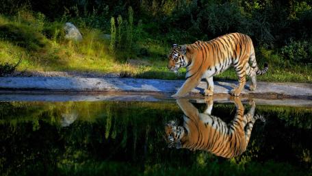 Majestic Tiger in Tranquil Reflection wallpaper