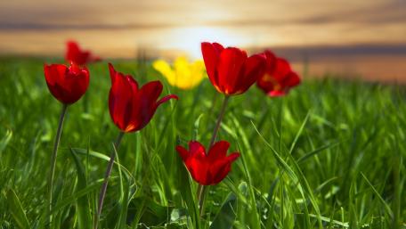 Vibrant Red Tulips in Spring Landscape wallpaper