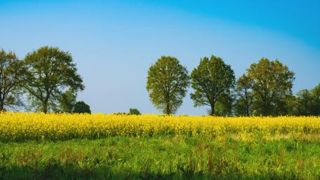 Golden Rapeseed Field Under Bright Blue Sky wallpaper