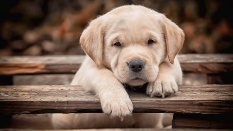 Labrador puppy wallpaper