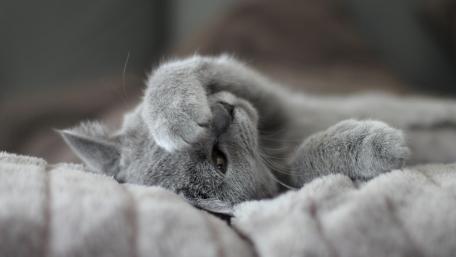 Charming Grey Cat Relaxing on Soft Blanket wallpaper