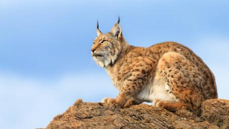 Majestic Lynx on a Rocky Outcrop wallpaper