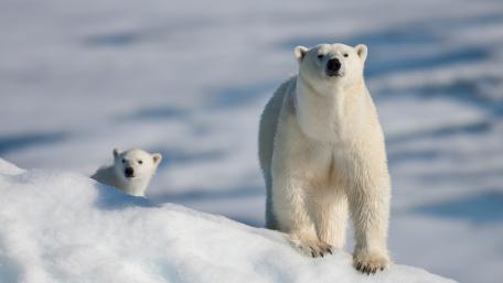 Gentle Giants of the Arctic Snowy Landscape wallpaper