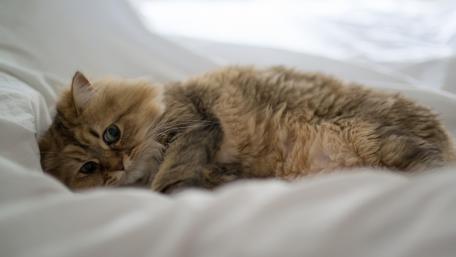 Cozy Persian Cat Relaxing on Bed wallpaper
