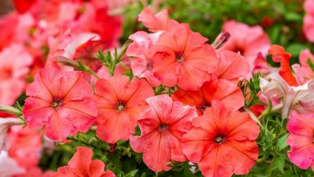 Red Petunia flowers wallpaper