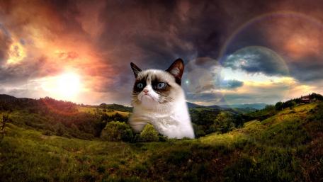 Grumpy Cat High Above All wallpaper