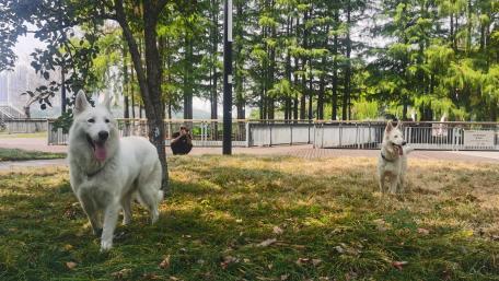 Playful Dogs in a Serene Park Setting wallpaper