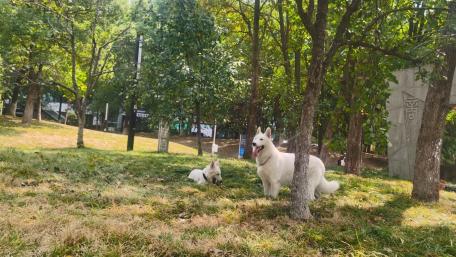 Joyful White Dogs in a Sunny Park wallpaper