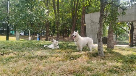 Whimsical Moments with Playful Dogs in Nature wallpaper