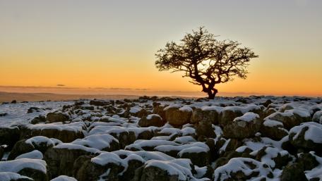 Silent Beauty of a Lone Tree in Winter Snow wallpaper