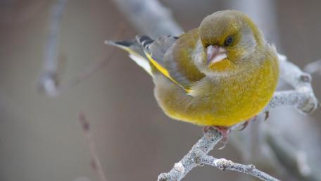 Vibrant European Greenfinch Perched on a Branch wallpaper