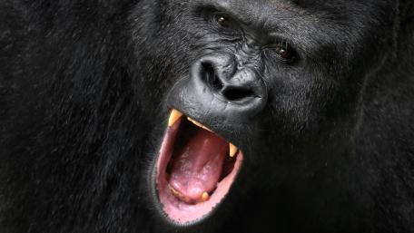Majestic Primate Roars in the Jungle Scene wallpaper