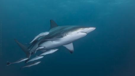 Shark with baby sharks wallpaper