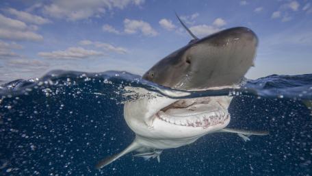 Majestic Great White Shark Close-Up wallpaper
