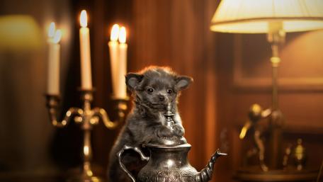 Charming Chihuahua Posed Elegantly with Teapot wallpaper