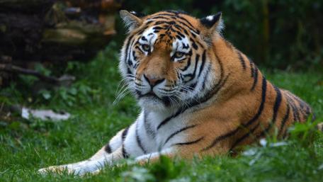 Majestic Tiger in Natural Habitat wallpaper