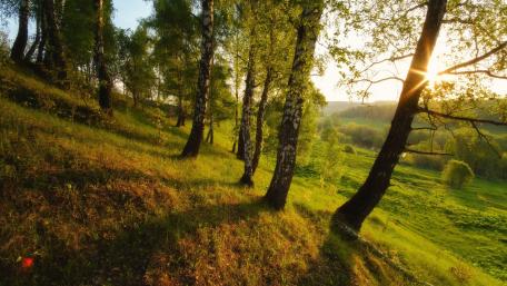Serene Hillside Beneath Golden Sunlight wallpaper