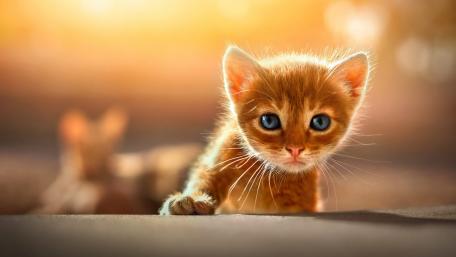 Adorable Ginger Kitten Captivating Your Heart wallpaper