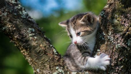 Playful Kitten Climbing a Tree wallpaper
