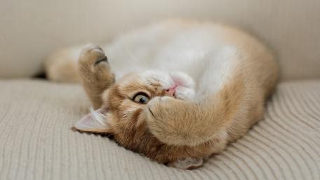 Charming Munchkin Cat in Playful Pose wallpaper