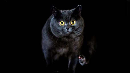 Mysterious Black Cat with Stunning Eyes wallpaper