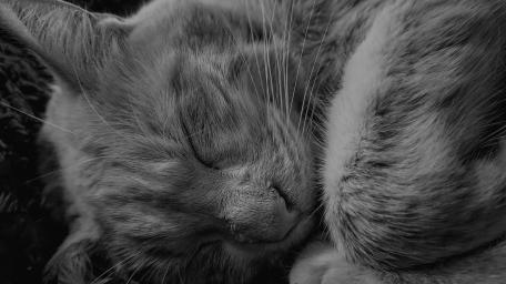 Cozy Cat in Monochrome Dreamland wallpaper