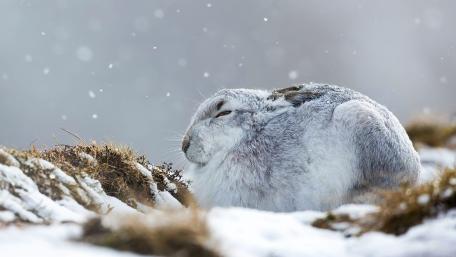 Mountain hare wallpaper