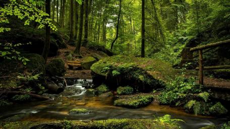 Serene Forest Stream in Lush Greenery wallpaper