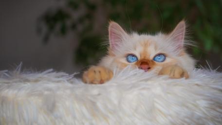 Curious Cat Peeking Over Soft Surface wallpaper