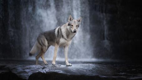 Czechoslovakian Wolfdog wallpaper