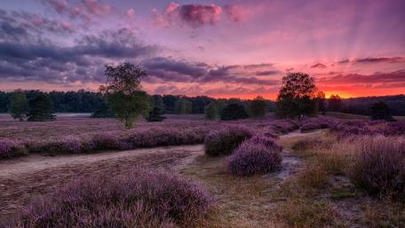 Serene Dusk in Purple Fields wallpaper