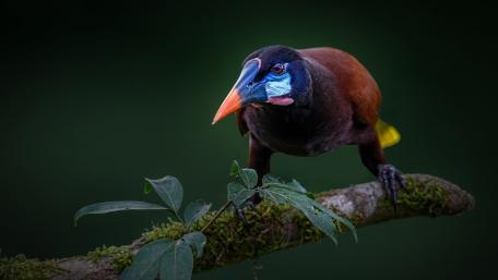 Vibrant Bittern Perched on a Branch wallpaper