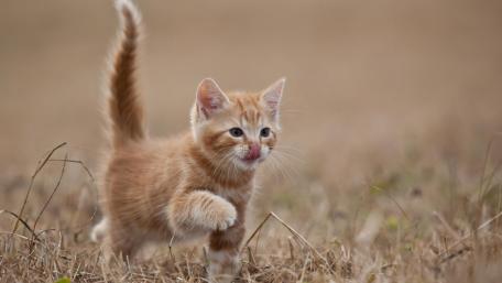 Playful Ginger Kitten in Nature wallpaper