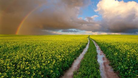 Golden Fields Under a Rainbow Sky wallpaper