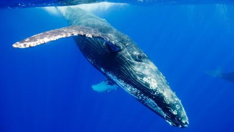 Majestic Blue Whale Underwater View wallpaper