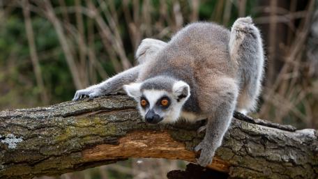 Playful Lemur on a Branch Competing for Attention wallpaper