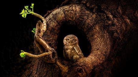 Little owl wallpaper