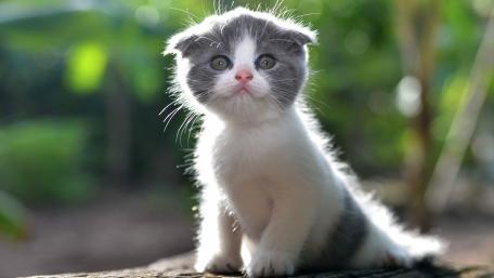 Adorable Kitten Captured in Nature Light wallpaper