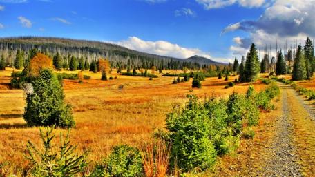 Tranquil Landscape with Dirt Road in Nature's Embrace wallpaper