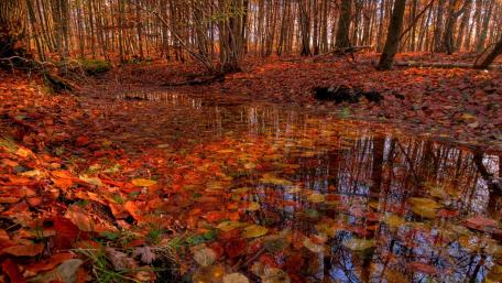 Autumn Serenity in Nature's Canvas wallpaper