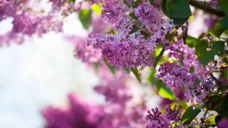 Lilac Blossoms in Blooming Glory wallpaper