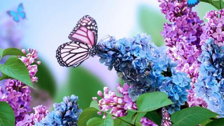 Butterfly Bliss Among Lilac Blooms wallpaper