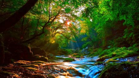 Serene Forest River View wallpaper