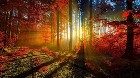 Autumn Sunbeams in a Red Forest wallpaper