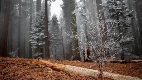 Frozen Serenity in Winter Forest wallpaper